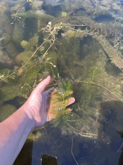 Utricularia macrorhiza