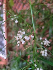 Asparagus aethiopicus