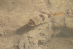 Marilyna pleurosticta