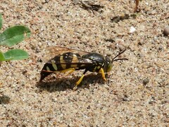 Bicyrtes quadrifasciatus