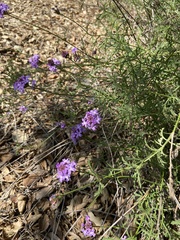 Verbena pulchella