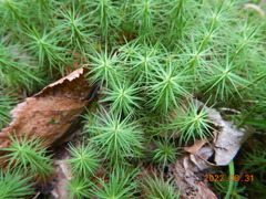 Polytrichum commune