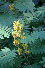 Senna hebecarpa