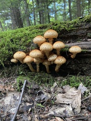 Pholiota squarrosoides