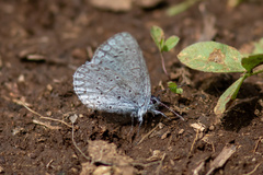Celastrina