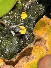 Utricularia gibba