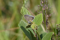 Catochrysops panormus