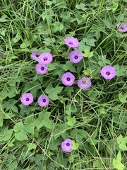 Ipomoea cordatotriloba