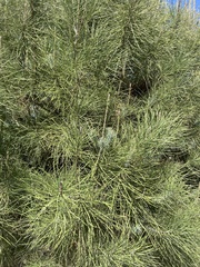 Casuarina equisetifolia