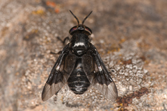Chrysops noctifer