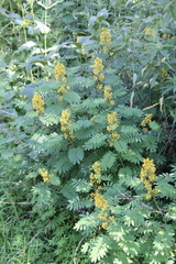 Senna hebecarpa