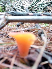 Guepinia helvelloides