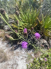 Liatris ohlingerae