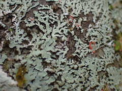 Phaeophyscia rubropulchra