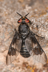 Chrysops noctifer