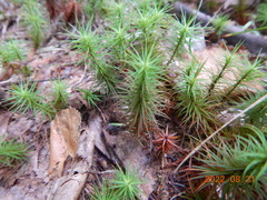 Polytrichum commune