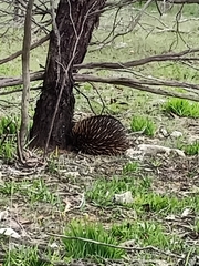 Tachyglossus aculeatus