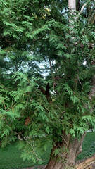 Thuja occidentalis