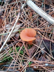 Guepinia helvelloides