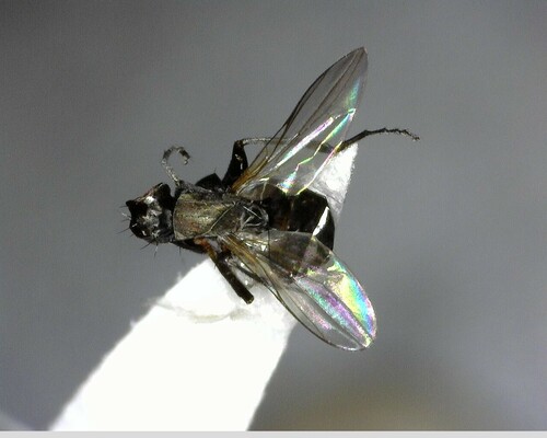 iNaturalist observation photo of Flies