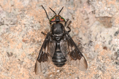 Chrysops noctifer