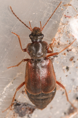 Phlaeopterus