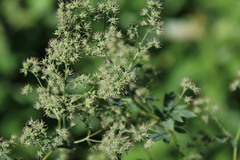 Thalictrum dasycarpum