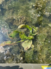 Potamogeton amplifolius