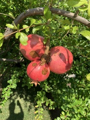 Punica granatum