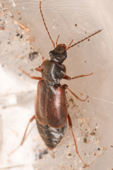Phlaeopterus