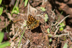 Carterocephalus skada