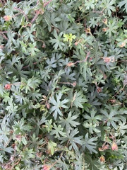 Geranium solanderi