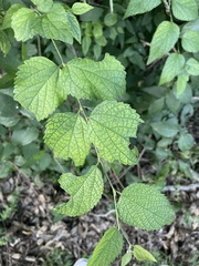 Celtis tenuifolia