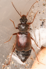 Phlaeopterus
