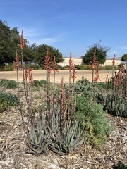 Hesperaloe parviflora