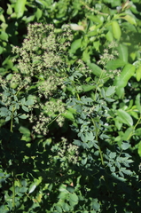 Thalictrum dasycarpum