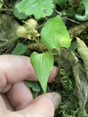 Maianthemum dilatatum