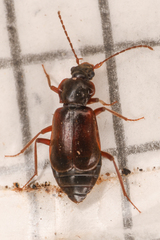 Phlaeopterus
