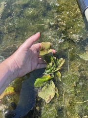Potamogeton amplifolius