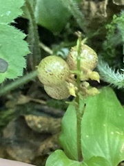 Maianthemum dilatatum