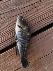 Centropristis striata