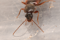 Phlaeopterus