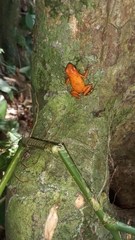 Oophaga pumilio