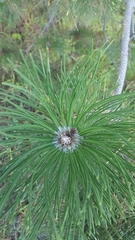 Pinus resinosa