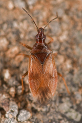 Anthocoridae