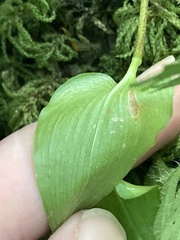 Maianthemum dilatatum