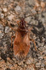 Anthocoridae