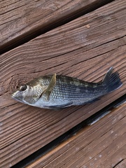 Centropristis striata