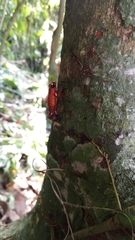Oophaga pumilio