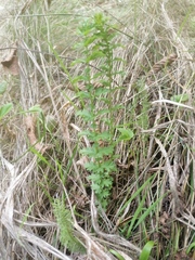 Filipendula vulgaris